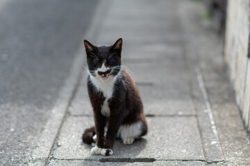 座って見つめる可愛い猫