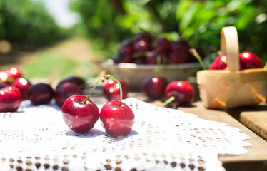 Ripe juicy cherries on a lace napkin on the table