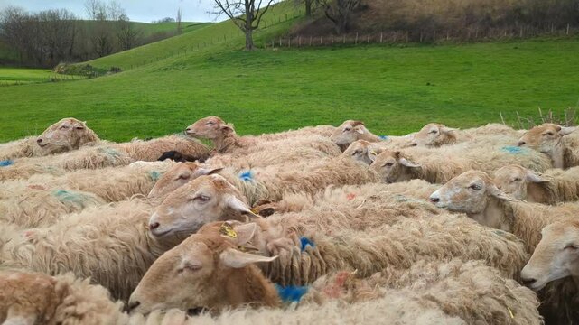 V&iacute;deo de um rebanho de ovelhas a passarem junto a um campo verdejante com colinas ao fundo