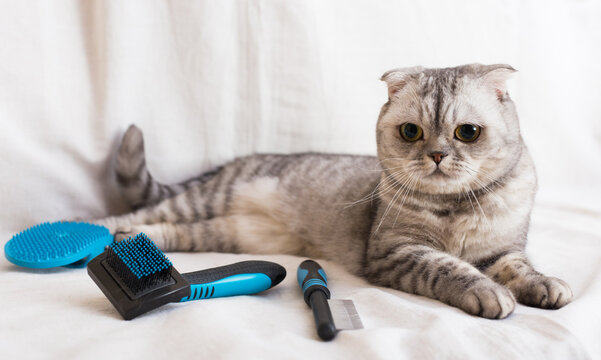 Gray scottish fold cat lying on sofa with grooming combs