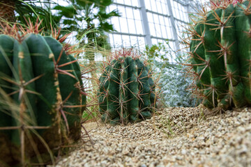 Beautiful cactus in the garden.Cactus Opuntia leucotricha Plant with Spines Close Up. 