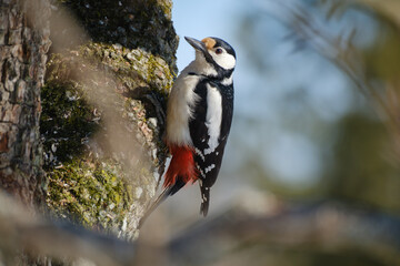 Great spotted woodpecker on a tree trunk
