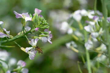 Honeybee on raphanus caudatus (rat-tail radish)