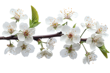 Delicate cherry blossoms bloom on a green twig