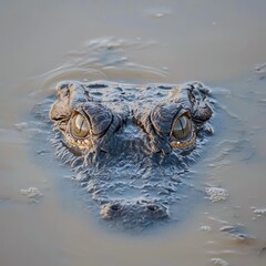 Close-Up of Alligator Eyes Above Water in Natural Habitat