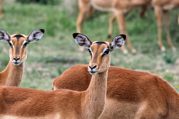 Beautiful impala female in wild nature. African savanna, Kruger National Park, South Africa
