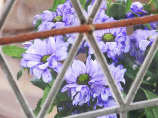 frayed wilting petals behind glass