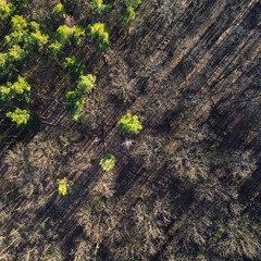 Mixed forest in winter