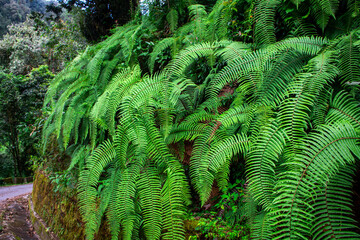 Lush green ferns thriving in a shaded forest area