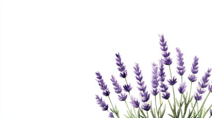 Obraz premium Peaceful Minimal Watercolor Art Featuring Lavender on a Soft White Background