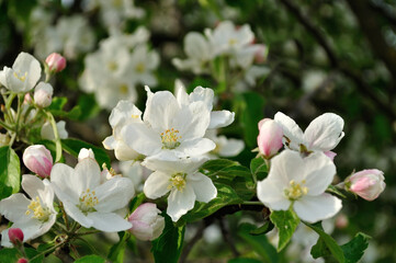 Spring apple flowers in blossom lit by soft sunlight. Spring floral background. Apple tree branch...
