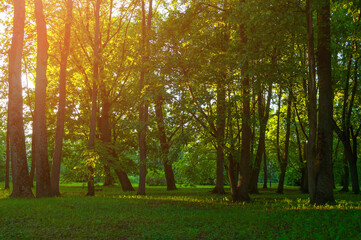Summer landscape, green park trees at sunset  © syntheticmessiah
