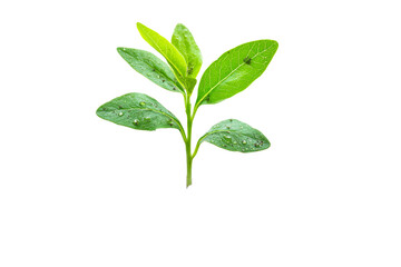 Fresh green leaves with droplets in natural light