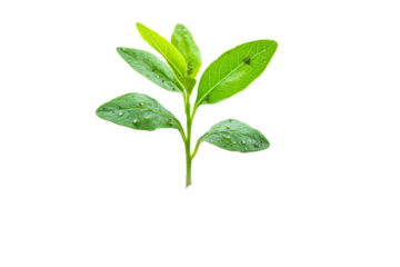 Fresh green leaves with droplets in natural light