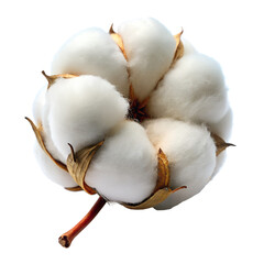 Closeup of a Single Cotton Boll with Fluffy isolated on transparent background Generative AI White Fibers and Brown Sepals on Black Background