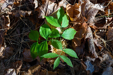 A variety of leaves in the forest.