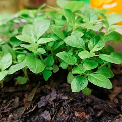 The holy basil has grown another step.
