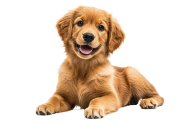 Cute golden retriever puppy relaxing and smiling