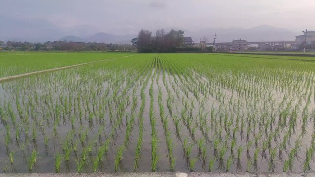 Paddy fields with transplanted seedlings in Yilan County, Taiwan