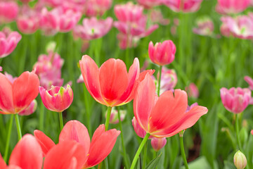 Fototapeta premium Vibrant Coral Tulips in Bloom , Close-up Spring Flowers.