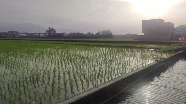 Paddy fields with transplanted seedlings in Yilan County, Taiwan