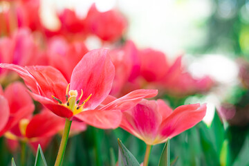 Vibrant Coral Tulips in Bloom , Close-up Spring Flowers.