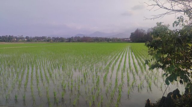 Paddy fields with transplanted seedlings in Yilan County, Taiwan