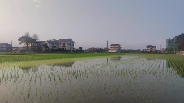Paddy fields with transplanted seedlings in Yilan County, Taiwan