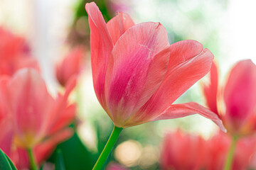 Vibrant Coral Tulips in Bloom , Close-up Spring Flowers.