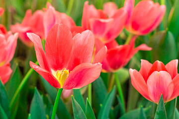 Fototapeta premium Vibrant Coral Tulips in Bloom – Close-up Spring Flowers