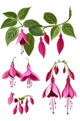 Fuchsia plant illustration showcasing various components and floral details in a vibrant display