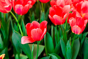 Vibrant Coral Tulips in Bloom – Close-up Spring Flowers
