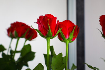 The photograph shows a close-up of a bouquet of red roses arranged on a white background, with their reflection in a mirror.