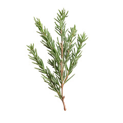 Fototapeta premium A sprig of vibrant green rosemary isolated on black background showcasing its delicate needle-like leaves and earthy brown stem