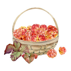 Cloudberry raspberry with leaves in weaved basket, hand drawn in watercolor, heap of red ripe picked forest berry harvest. Isolated illustration for restaurant, cafe menu, recipe book, farmers market