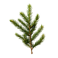 Lush Green Spruce Branch Isolated on Black Background Nature's Serenity