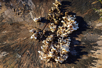 A group of small mushrooms growing on an old stump. The mushrooms have a white color with a creamy tint and small caps. They are densely located on the surface of the stump, forming a large colony.