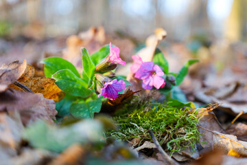 First spring flowers - lungwort blooming among fallen leaves and moss in the forest. The flowers have delicate pink petals.