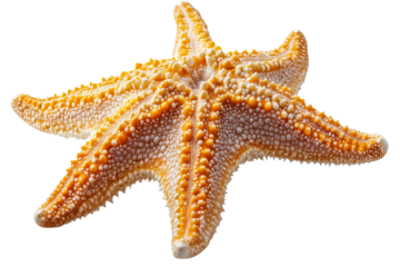 Colorful starfish displaying intricate textures on a shore