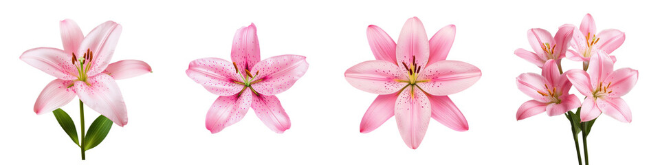 Naklejka premium Beautiful pink lily flowers with soft delicate petals in full bloom displaying their vibrant colors and natural elegance