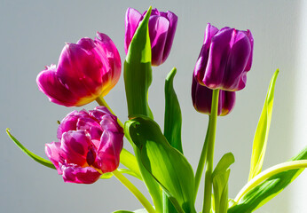 Rozkwit Elegancji: Purpurowe Tulipany w Świetle Dnia © Mariusz
