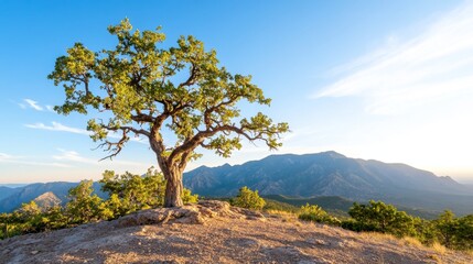 Fototapeta premium Majestic tree atop a mountain peak, bathed in golden light