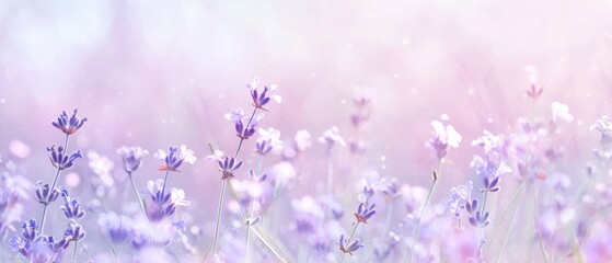 A dreamy soft lavender gradient background. Featuring gentle lavender, pastel pinks, and soft blues