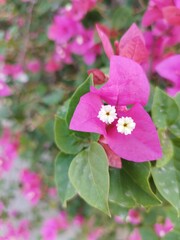 pink flowers