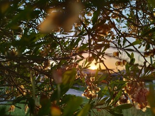 wild flower in the sunset