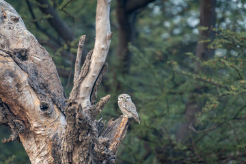 spotted owlet or Athene brama at ranthambore national park forest tiger reserve rajasthan india. owl perched on tree with natural scenic green background in winter season safari