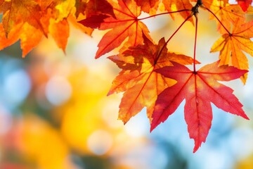 Fototapeta premium Vibrant autumn leaves glow under sunlight showcasing rich reds and oranges in a natural outdoor setting