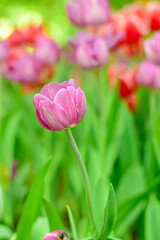 Close-up beautiful pink tulip flower in a flower field , springtime.