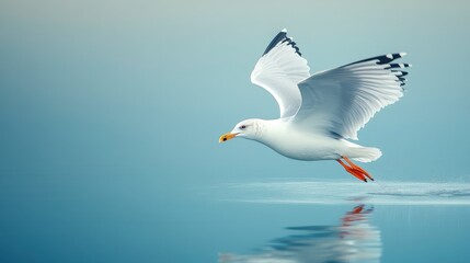 Elegant Seagull Gliding Above Water Surface in Peaceful Serenity