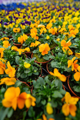 pansies - flowers in the spring garden planting - care and ideal conditions